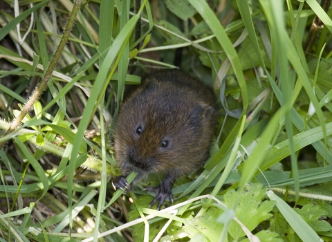 Water vole looking up
