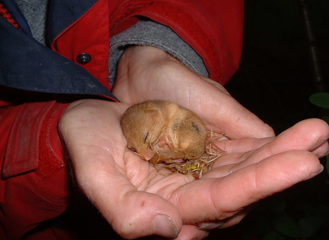 Dormouse in hand