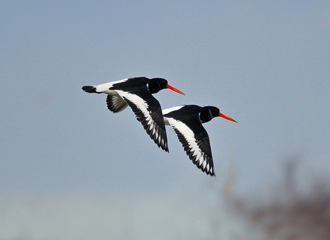 Oystercatchers in flight