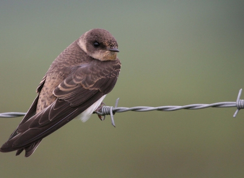 Sand Martin