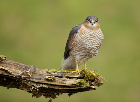 Sparrowhawk