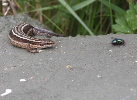 Common Lizard