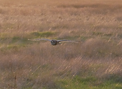 Short eared owl