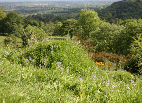 Ant Hill at Earls Hill