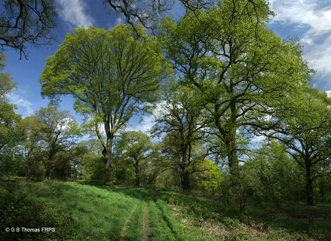 photograph a track disappearing into the Oakwood