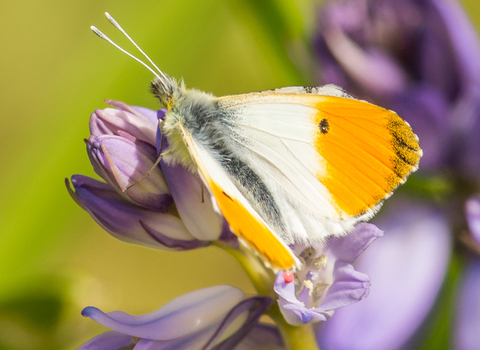 Orange tip butterfly