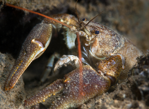 White clawed crayfish