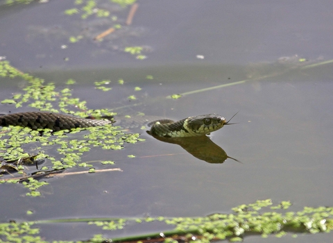 Grass Snake