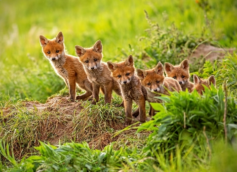 Fox cubs