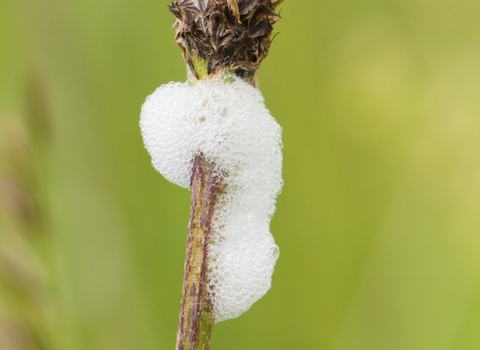 Cuckoo spit - froghopper