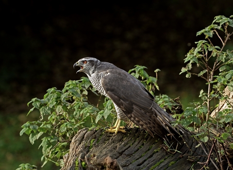 Goshawk on a stump