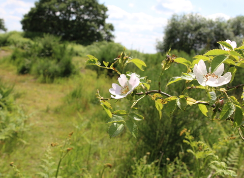 Prees Heath East rose