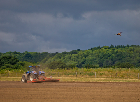 Red kite over farmland