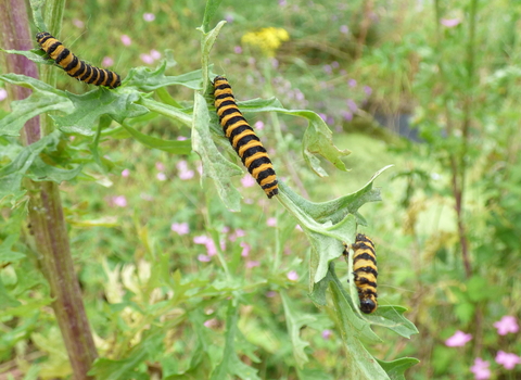 Cinnabar caterpillars
