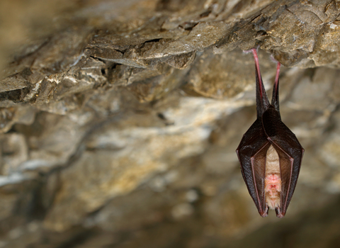 Lesser horseshoe bat