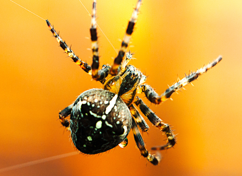 Garden Spider