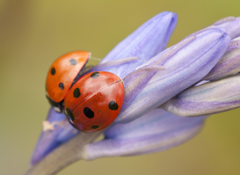 7 spot ladybird