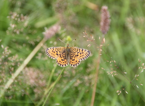 Small pearl-bordered fritillary