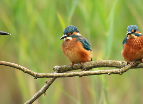 Kingfisher