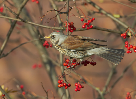 Rowan and Fieldfare