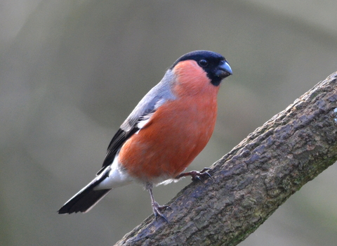 Bullfinch