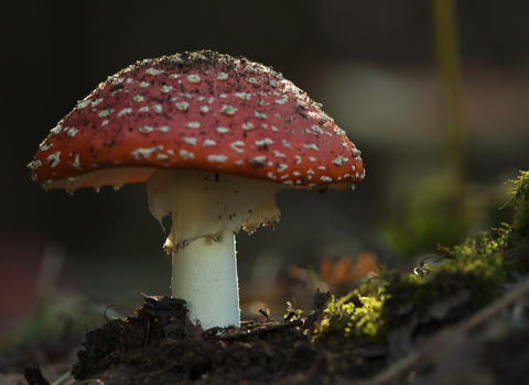 Fly Agaric