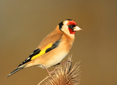 Goldfinch