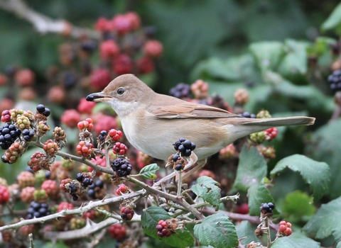 Whitethroat Margaret Holland