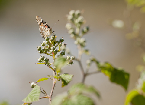 Bramble and Painted Lady butterfly