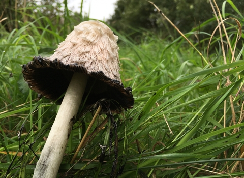 Shaggy Inkcap