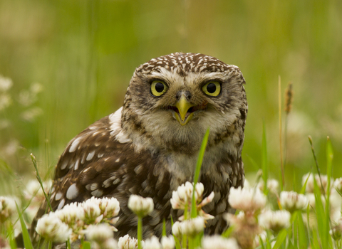 Little Owl