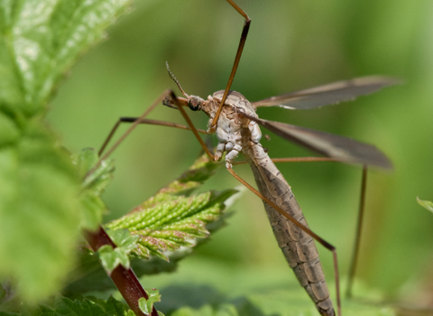 Cranefly