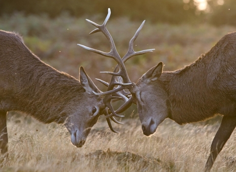 Red deer