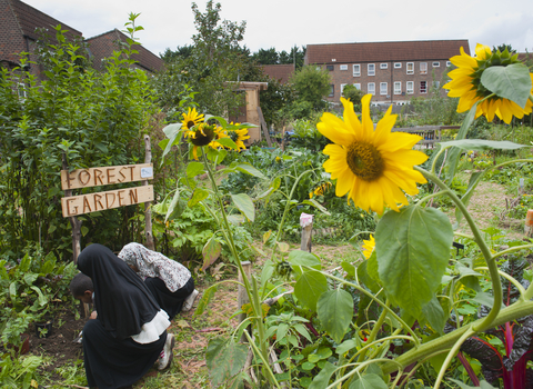 Garden