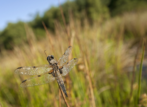 Four spotted chaser