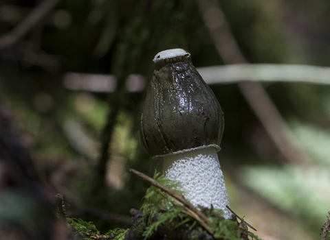 Stinkhorn