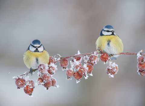 Blue tits, winter
