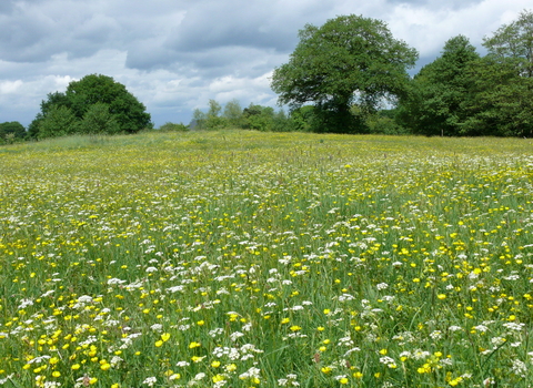 Melverley Meadows