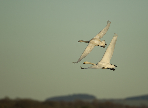 Whooper swans in flight