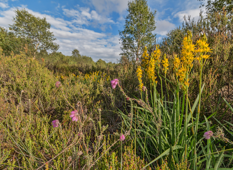 Whixall Moss