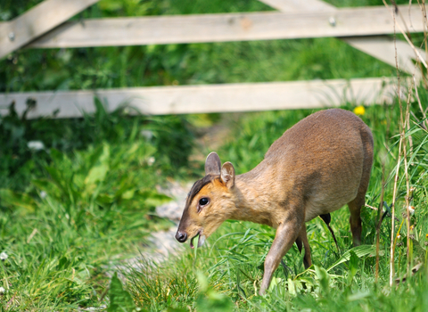 Muntjac deer