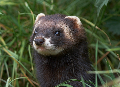 Polecat