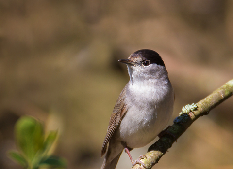 Blackcap