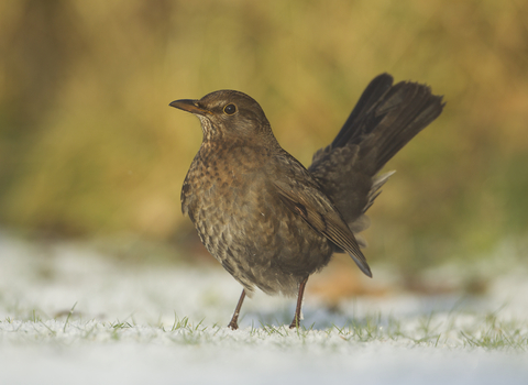 Female blackbird