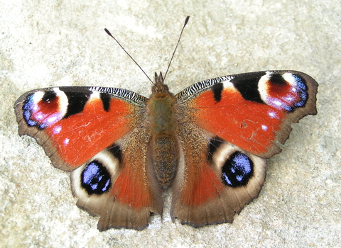 Peacock Butterfly