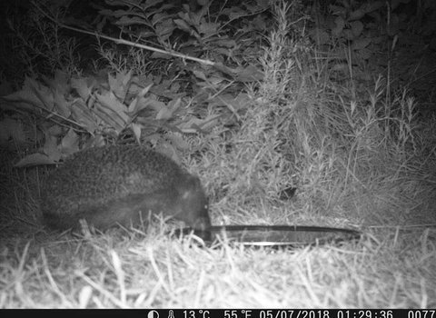 Garden Hedgehog - Wolverhampton