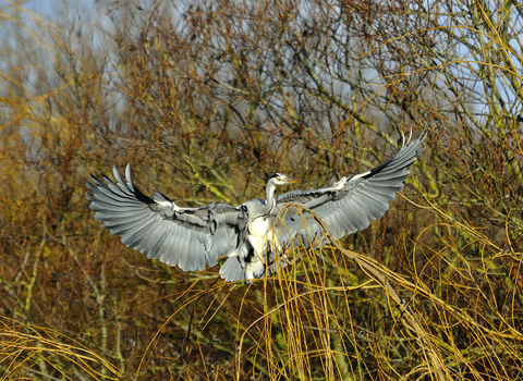 Heron