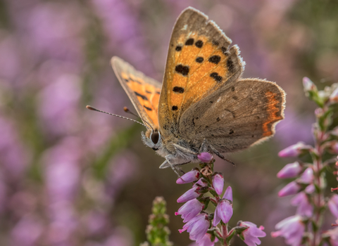 Small copper