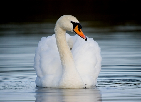 Mute swan