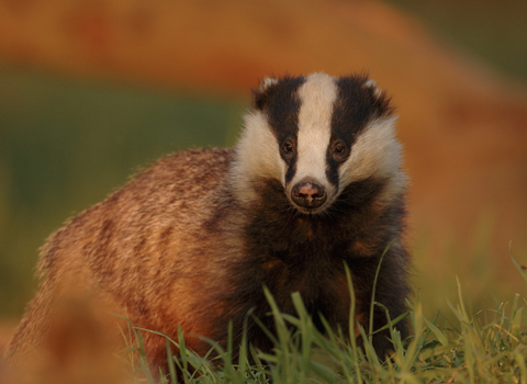 Badger at sunset